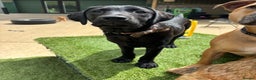 Labrador Retriever dogs for sale: labrador retriever - Advert 23