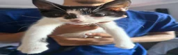 Mixed Breed cats for sale: 3 babies needing forever home - Advert 4