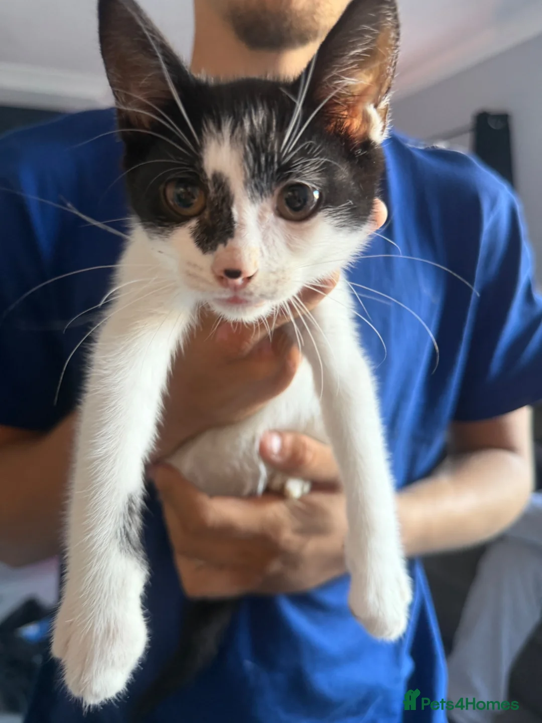 Mixed Breed cats for sale: 3 babies needing forever home - Advert 4