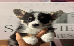 Welsh Corgi Pembroke dogs for sale: Pedigree, health tested parents, licensed breeder - Image 1