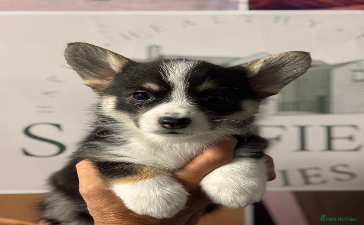Welsh Corgi Pembroke dogs - Advert 1