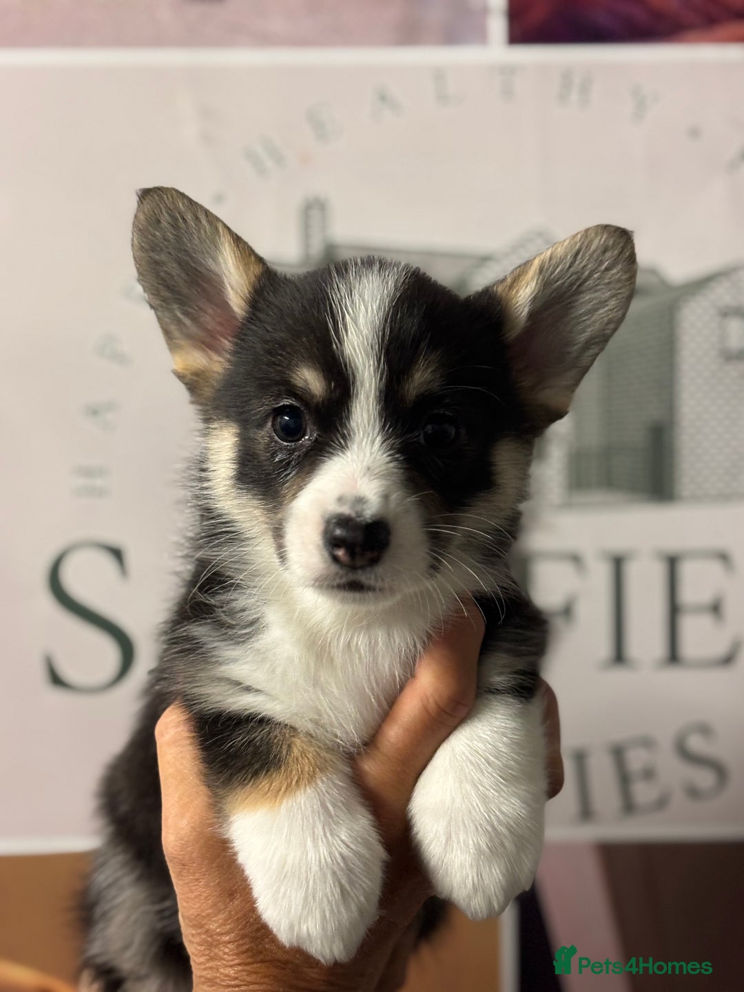 Welsh Corgi Pembroke dogs for sale: Pedigree, health tested parents, licensed breeder - Image 1