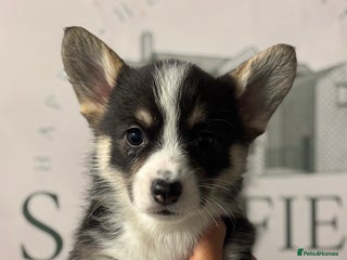 Welsh Corgi Pembroke dogs - Advert 1