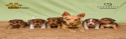Jack Russell dogs for sale: Mini Jack Russell pups  in Chatteris - Advert 7