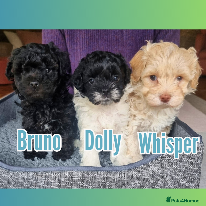 Maltipoo dogs Family-Raised F2 Toy Maltipoos✨DNA Clear✨Pedigree - Advert 1