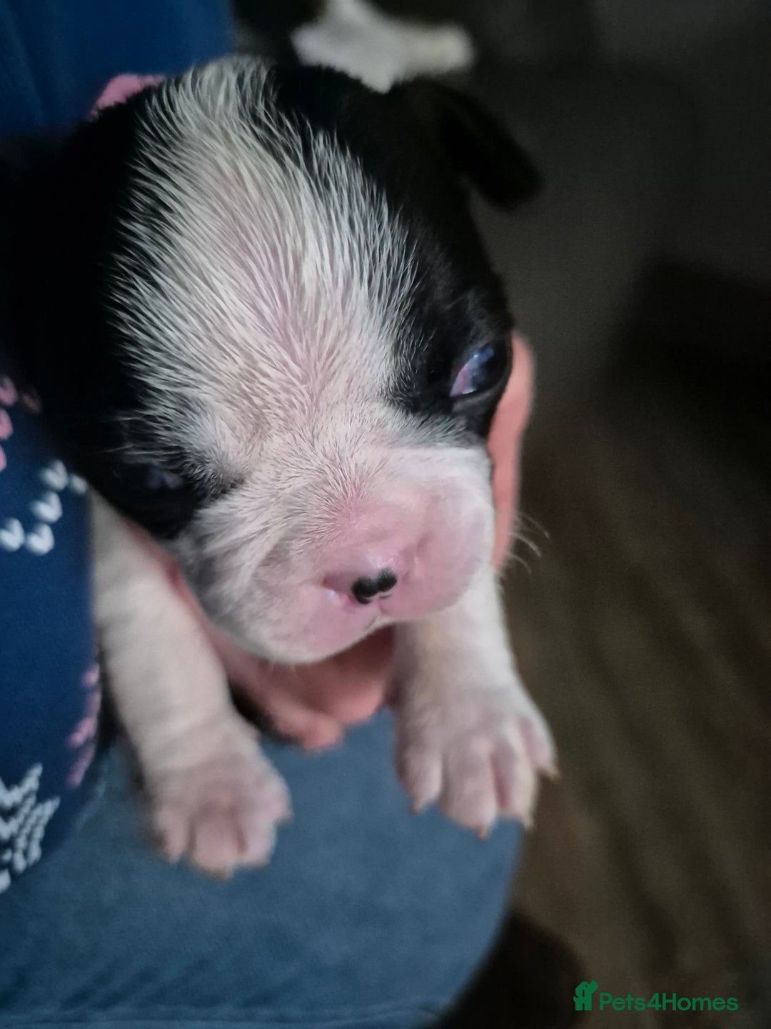 Boston Terrier dogs for sale: Gorgeous chunky Boston terrier pups - Advert 37