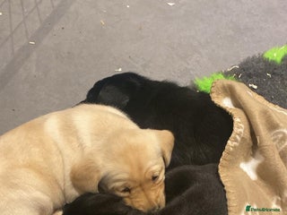 Labrador Retriever dogs - Advert 8