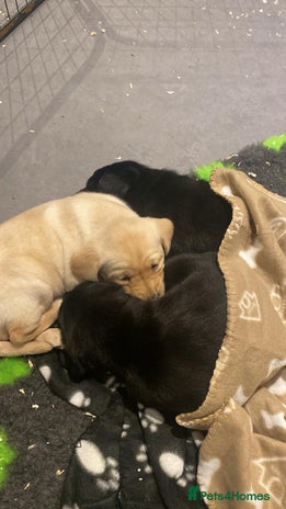 Labrador Retriever dogs - Advert 3