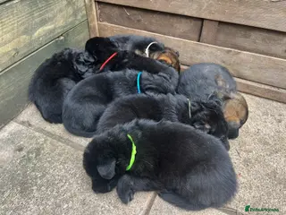 German Shepherd dogs Straight Back w/line German Shepherd puppies - Advert 5
