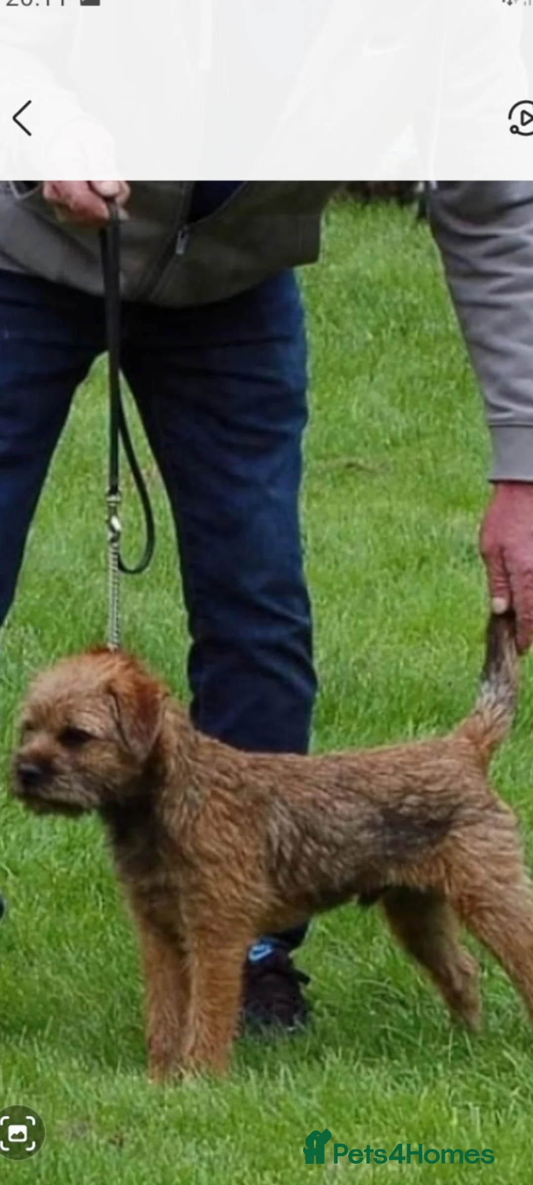 Border Terrier dogs for stud: Kc border stud - Advert 6