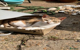 Mixed Breed cats for adoption: PUDDING- FUN GIRL THAT LIVES ENTERTAINING HER MUM - Advert 4