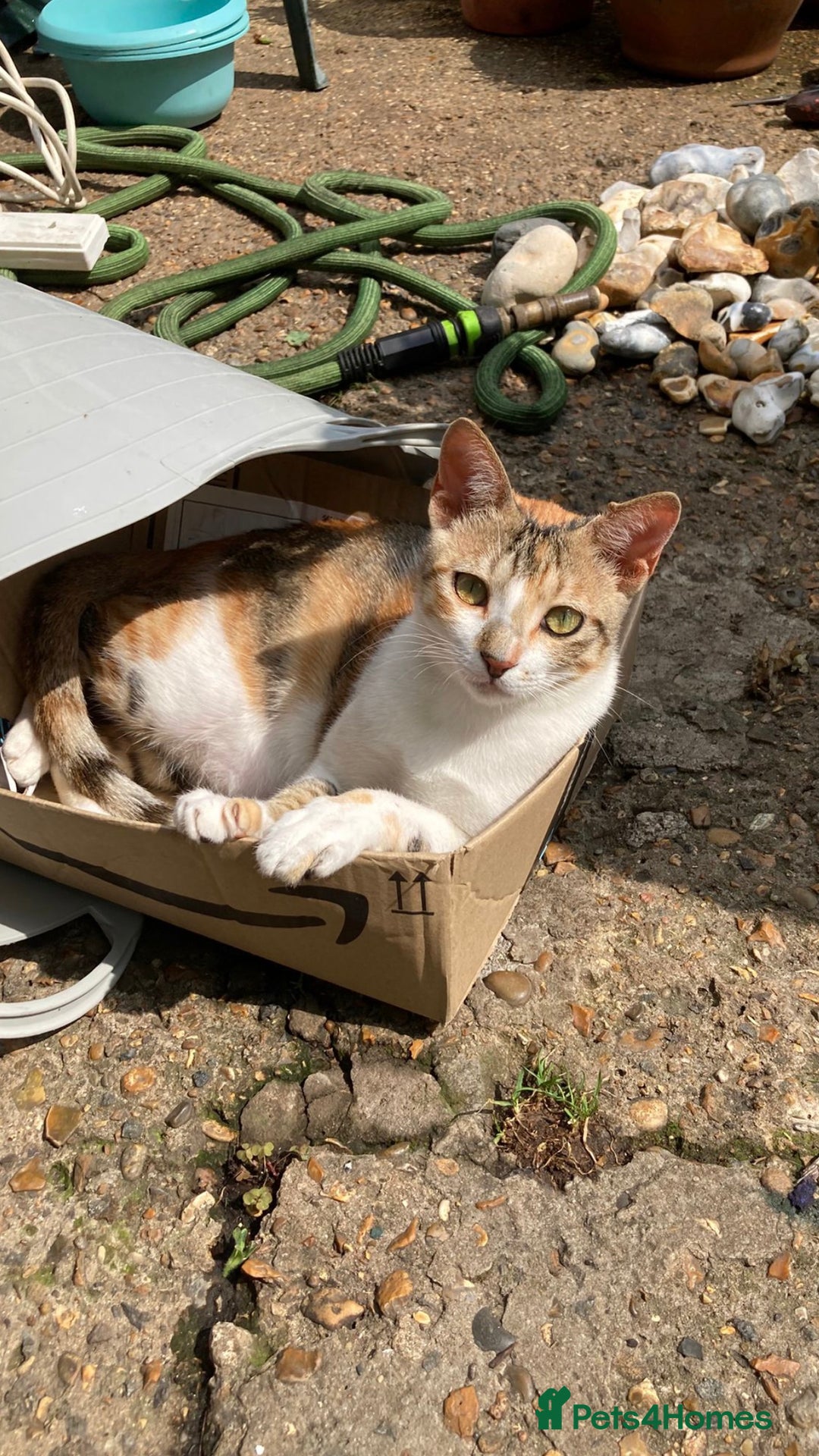 Mixed Breed cats for adoption: PUDDING- FUN GIRL THAT LIVES ENTERTAINING HER MUM - Advert 4