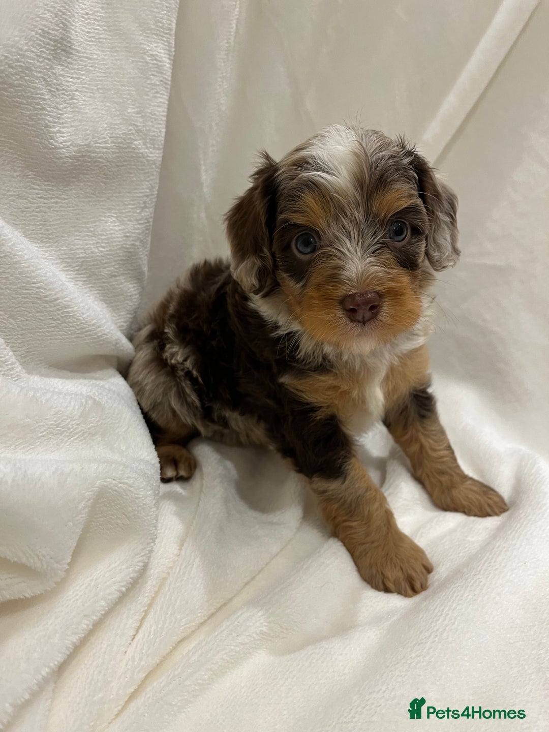 Cavapoo dogs for sale: Rare extensively health tested chocolate cavapoos - Advert 7