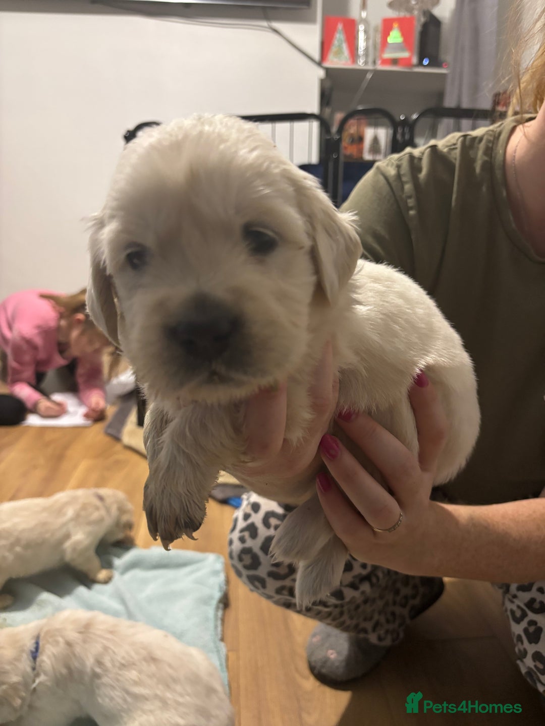 Golden Retriever dogs for sale: Golden Retriver puppies  - Advert 9