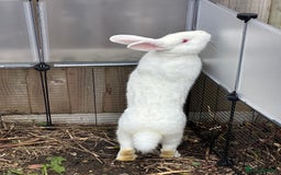 New Zealand rabbits for sale: New Zealand White  - Image 2