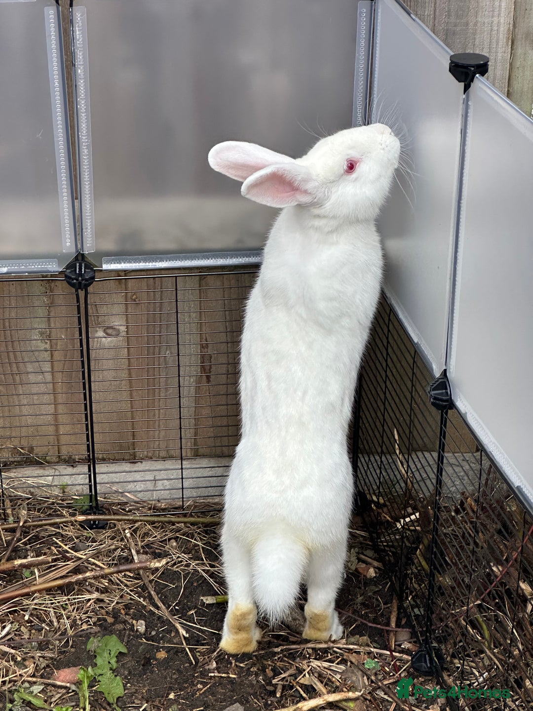 New Zealand rabbits for sale: New Zealand White  - Image 2