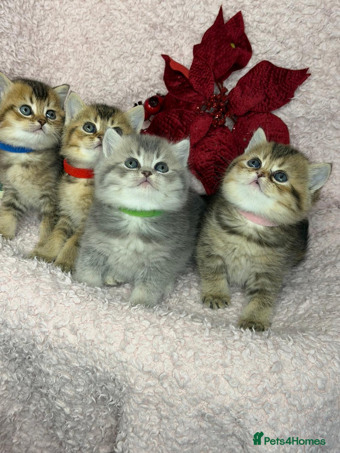 British Shorthair cats for sale: ⭐️Stunning BSH kittens GCCF registered ⭐️ - Advert 3