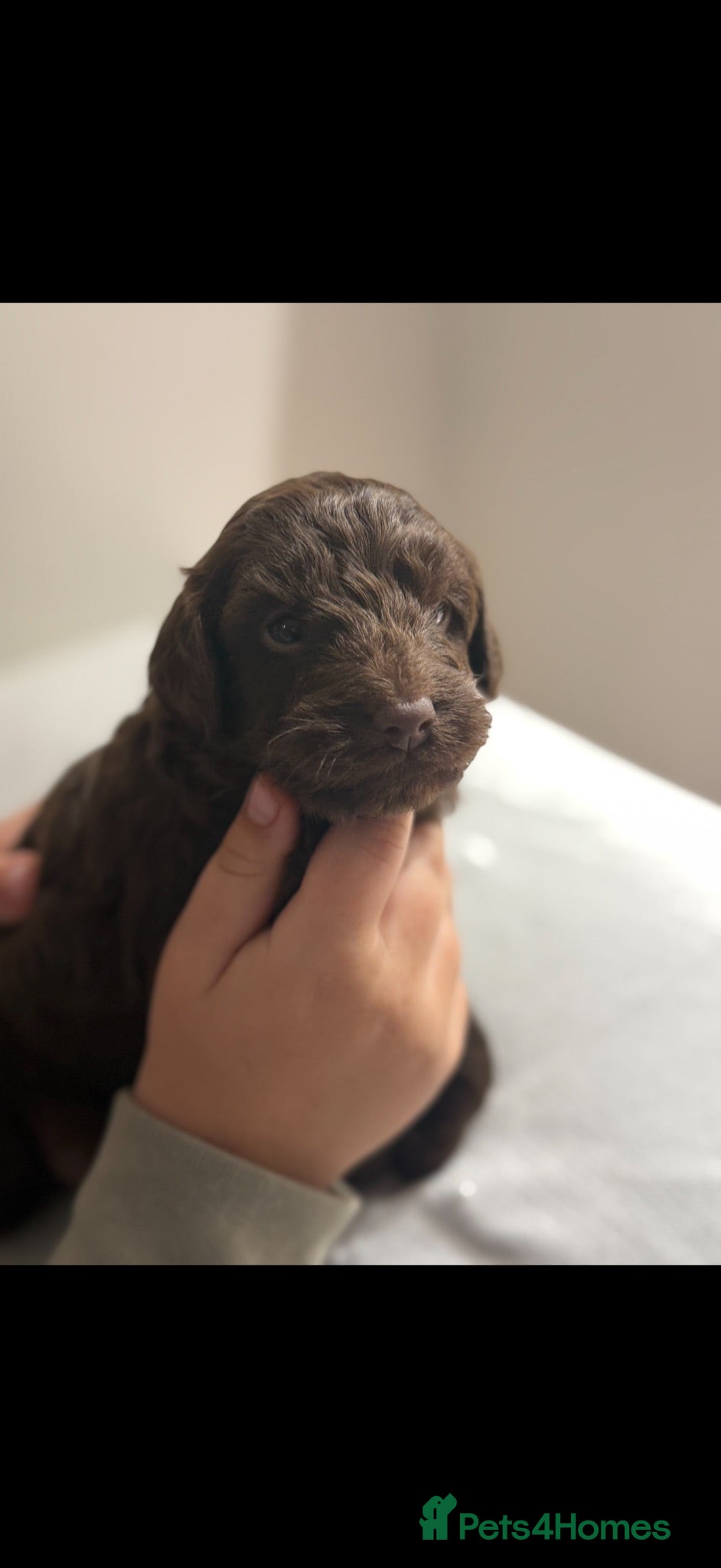 Cockapoo dogs Chocolate Brown Cockapoo Puppies - Advert 11
