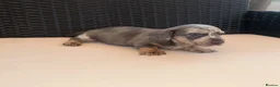 Miniature Dachshund dogs for sale: Miniature Dachshund Puppies - Advert 6