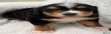 Bernedoodle 5