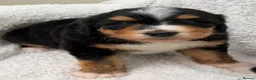 Bernedoodle dogs for sale: Bernadoodle pups homebred  - Advert 12