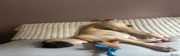 Mixed Breed dogs for sale: Mastiff cross boxer - Advert 3