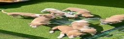 Whippet dogs for sale: Beautiful whippet babies! in Ashton-under-Lyne - Advert 6