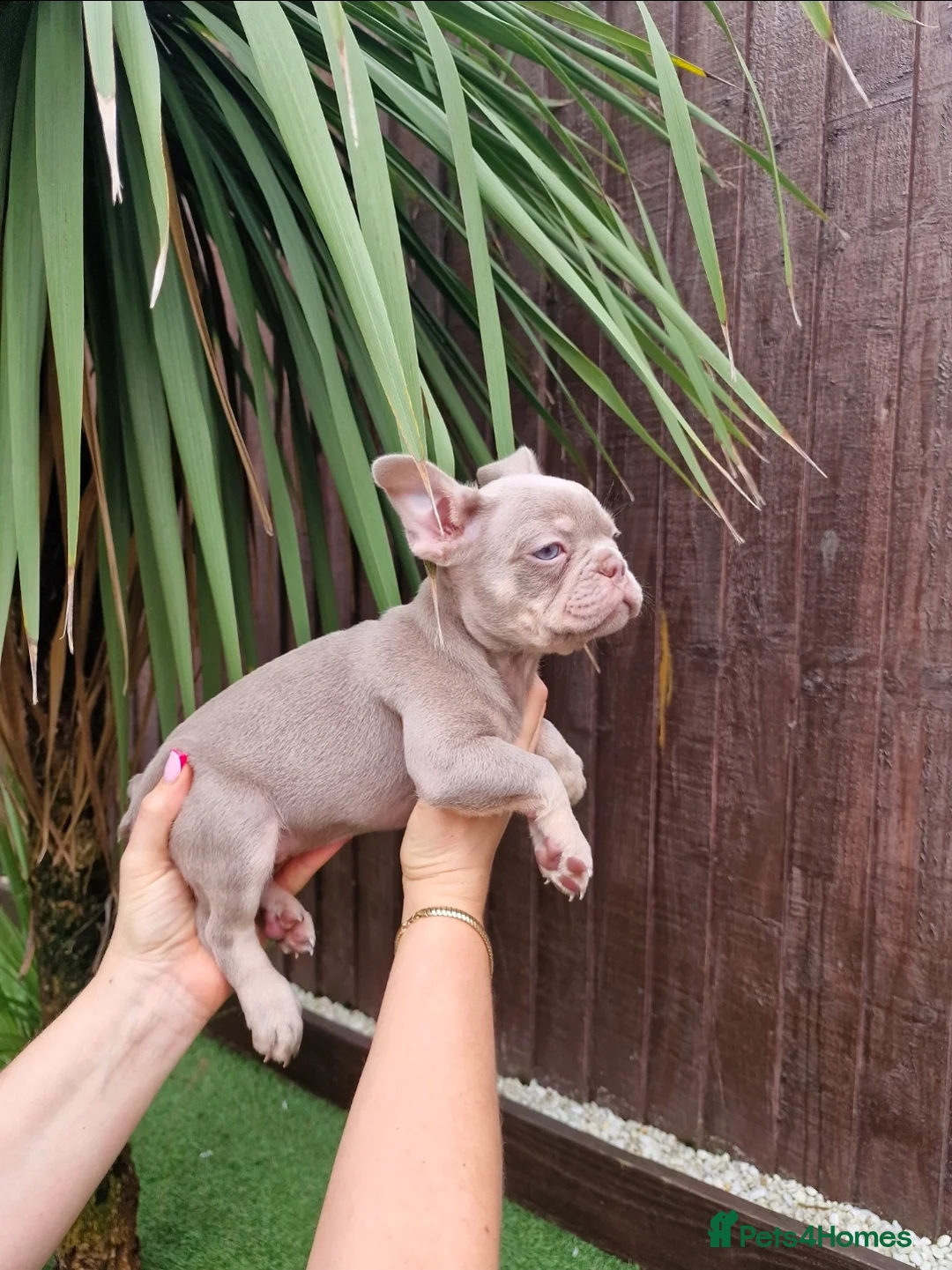 French Bulldog dogs for sale: French bulldog - Advert 6