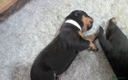 Rottweiler dogs for sale: Rottweiler puppies  - Image 12