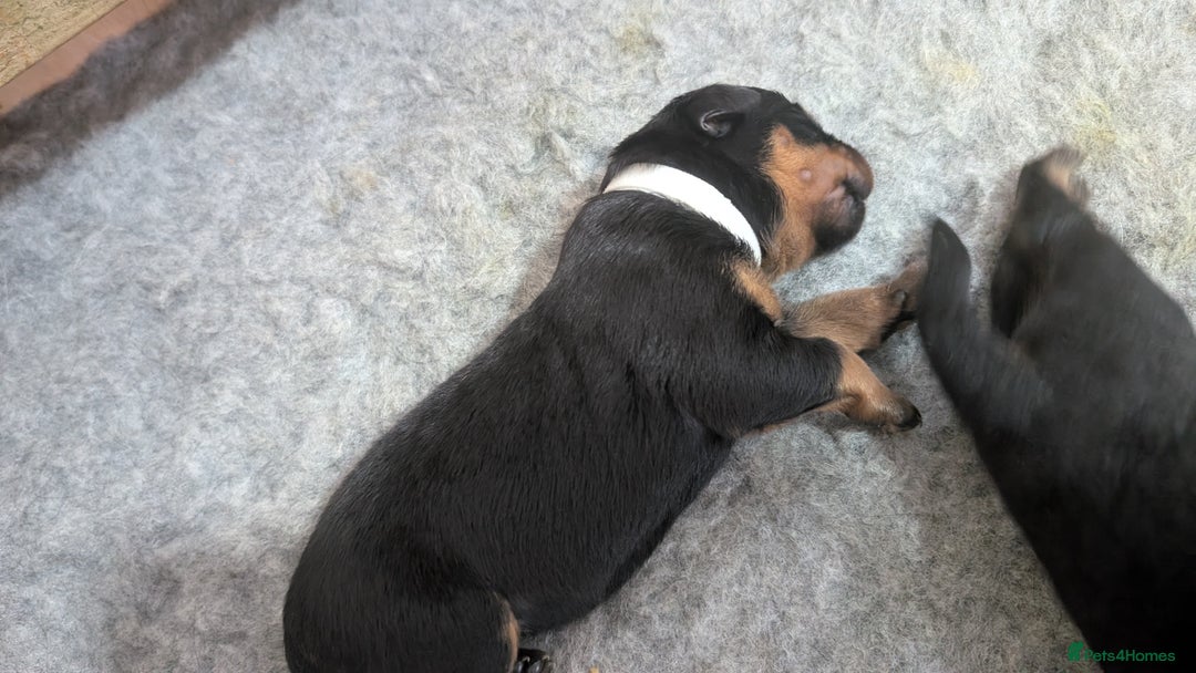 Rottweiler dogs for sale: Rottweiler puppies  - Image 12