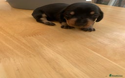 Dachshund dogs for sale: Miniature dachshunds  - Image 22
