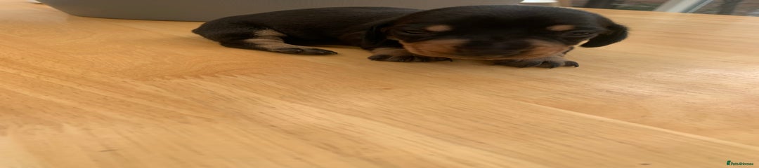 Dachshund Puppy 5