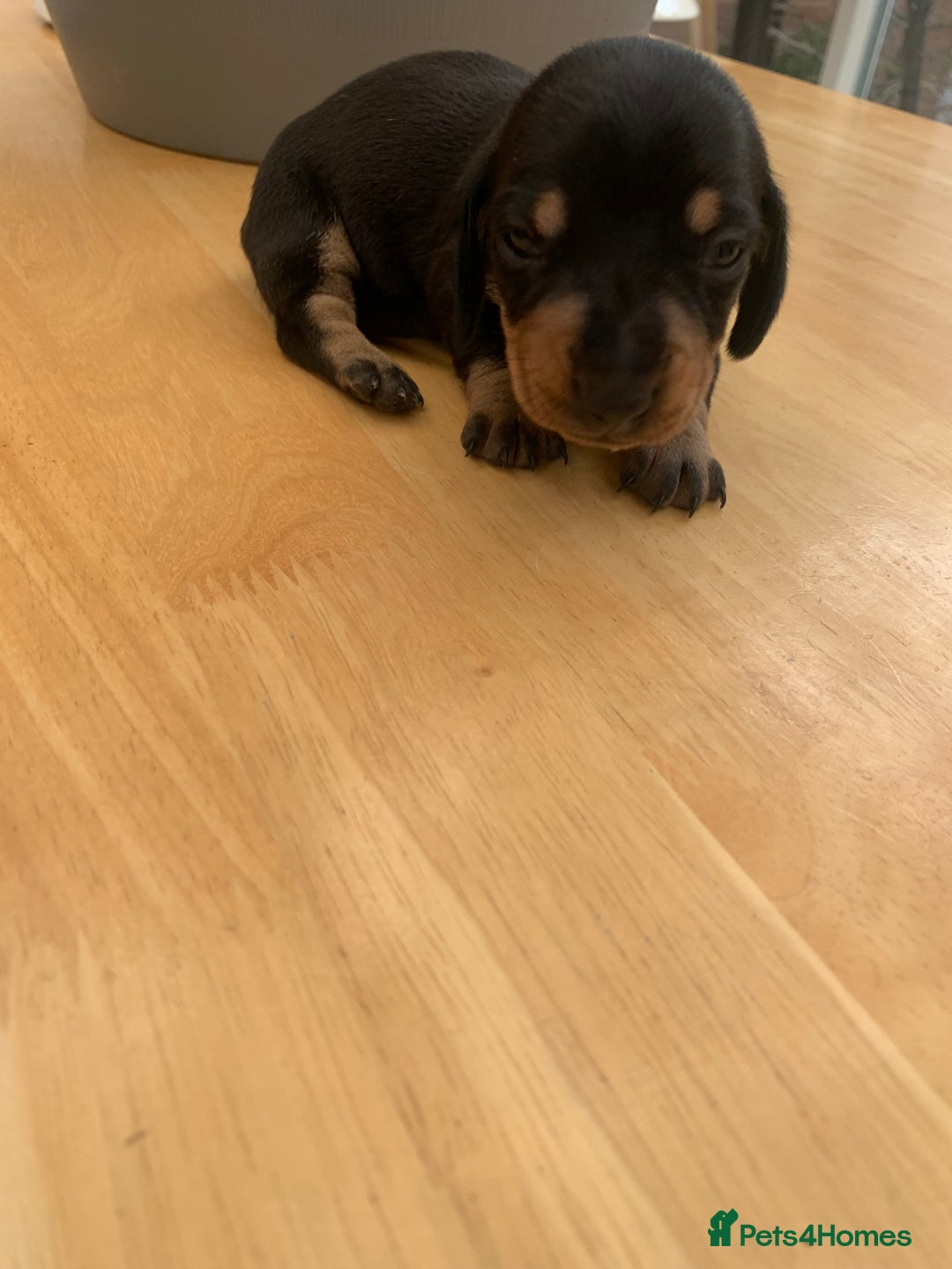 Dachshund dogs for sale: Miniature dachshunds  - Image 22