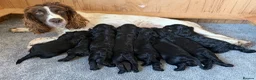 Cockapoo dogs for sale: Cockapoo puppies - Advert 4