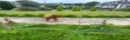 Dogue De Bordeaux dogs for sale: Dogue de bordeaux in Bolton - Advert 3
