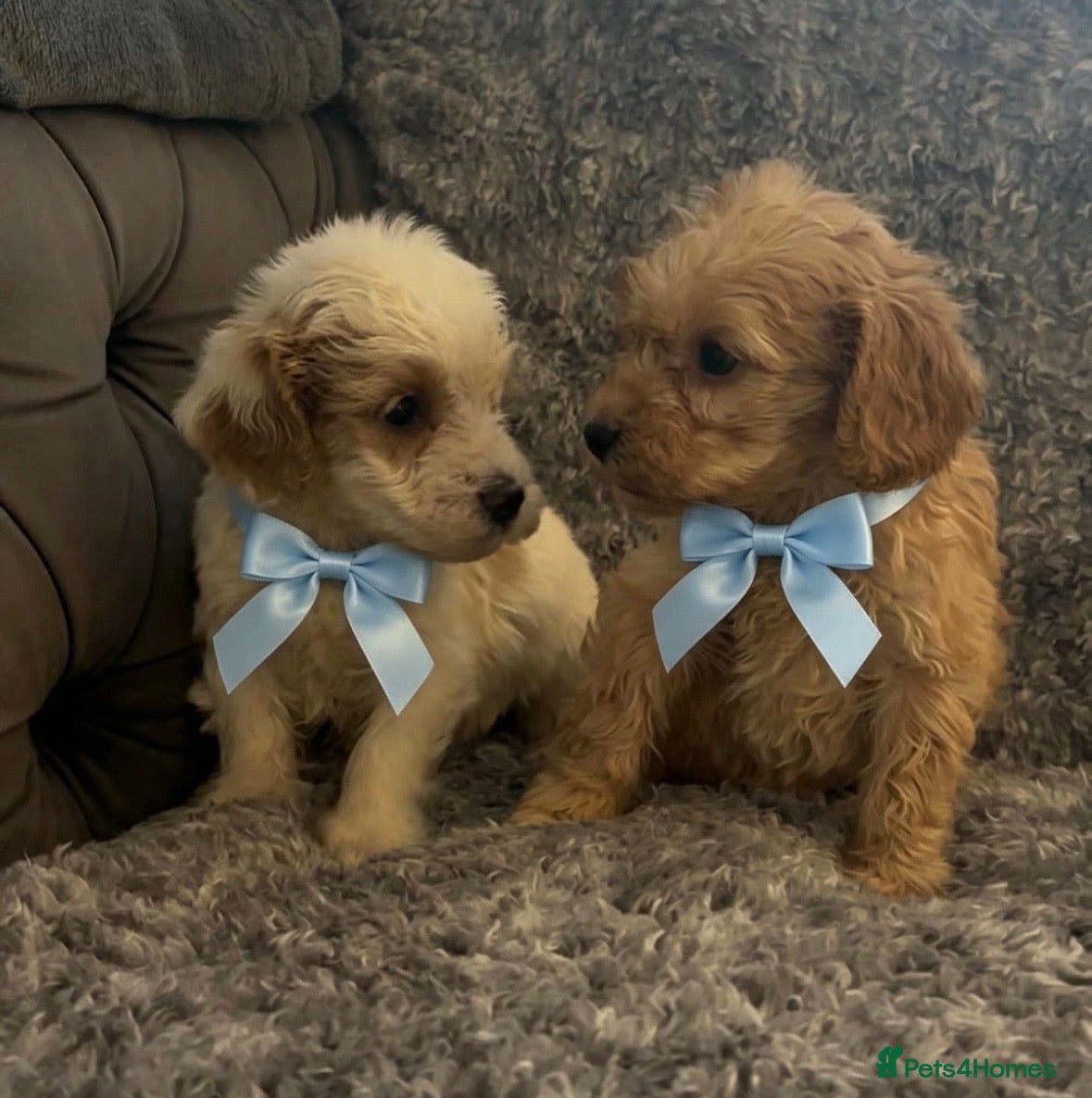 Cockapoo dogs Cockapoo puppies for sale  - Advert 1