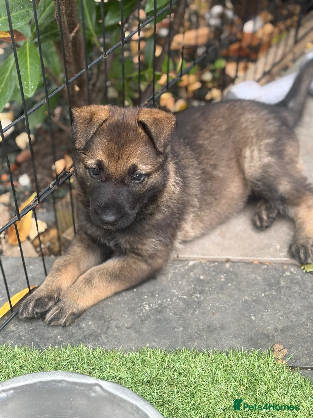 German Shepherd dogs for sale: German shepherd puppies rare all black in Slough - Advert 7