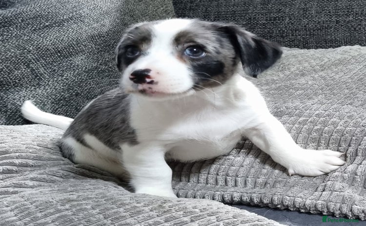 Jack Russell dogs - Advert 4