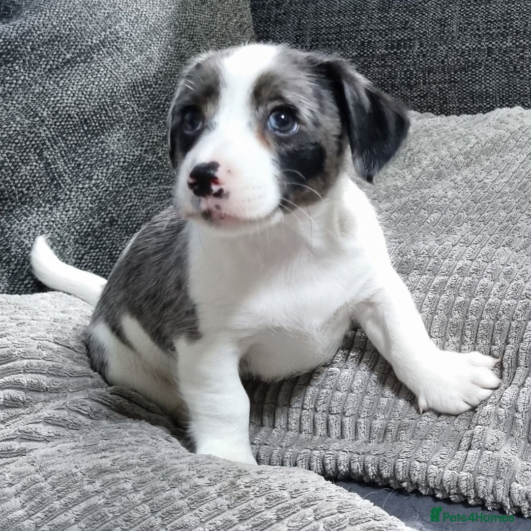 Jack Russell dogs for sale: Jack Russell Pups (ready 24th July) - Image 14
