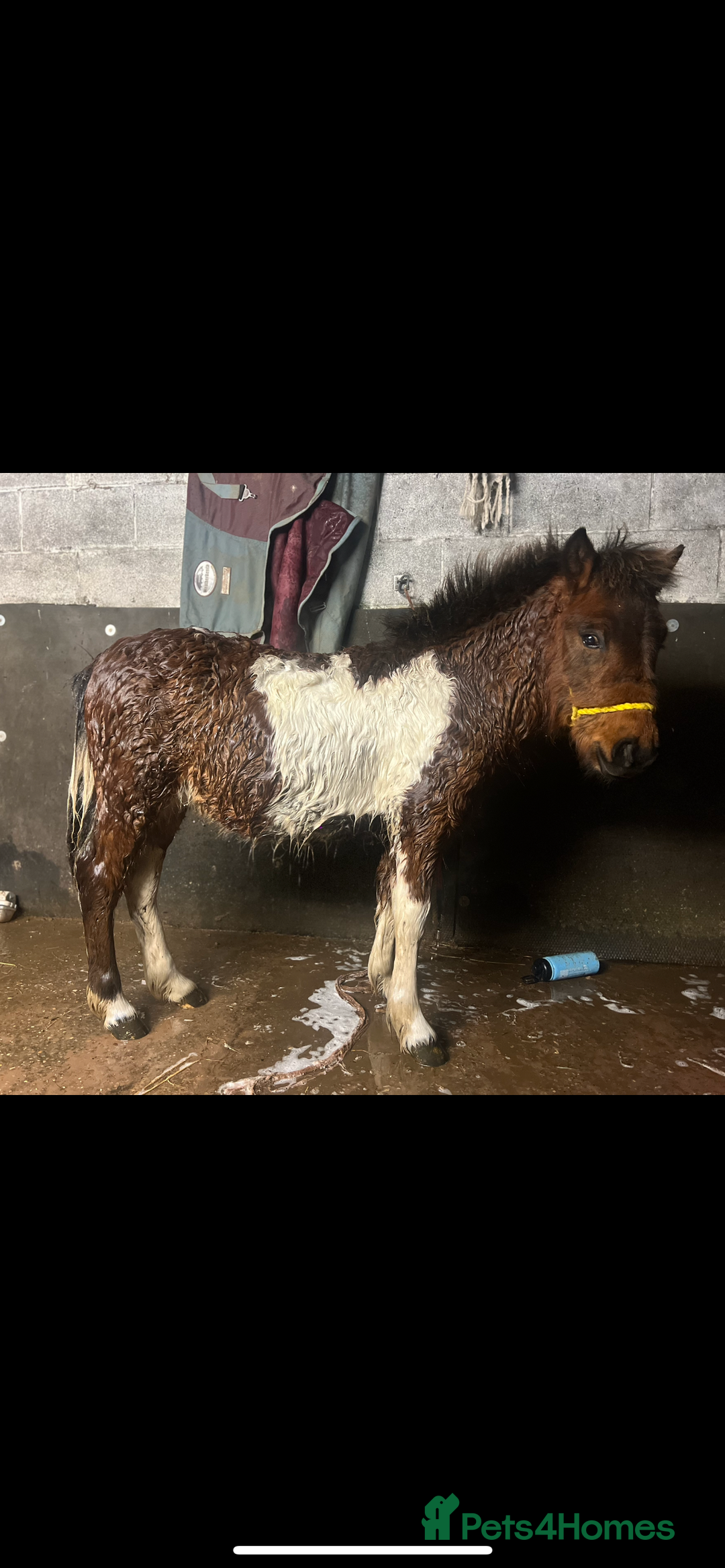 Shetland pony horses for sale: Teddy - Advert 4