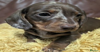 Miniature Dachshund dogs - Advert 13
