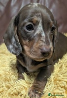 Miniature Dachshund dogs - Advert 13