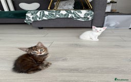 Turkish Angora cats for sale: 4 Beautiful Turkish Angora Mix Kittens - Image 8