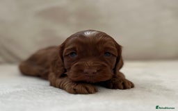 Cockapoo dogs for sale: F1 Show Type Cockapoo Puppies - Image 16