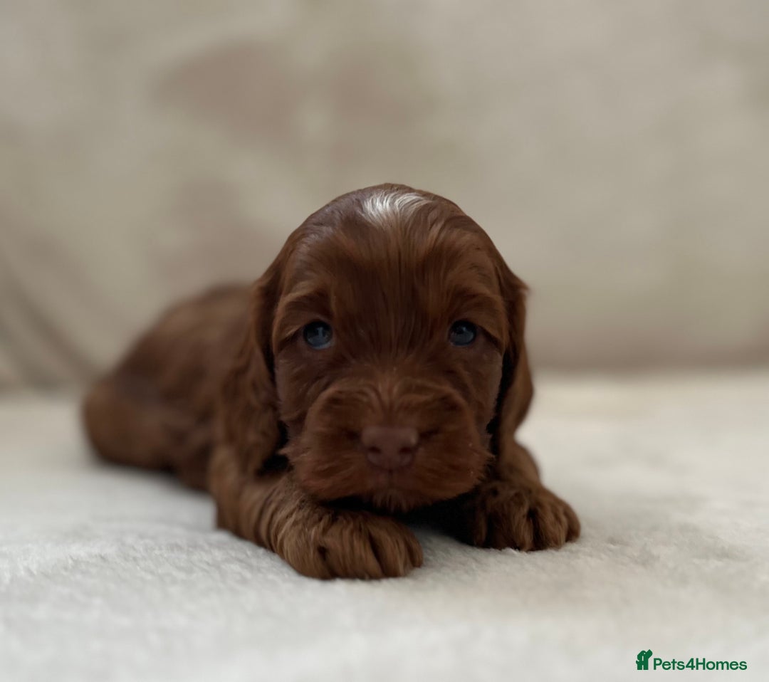Cockapoo dogs for sale: F1 Show Type Cockapoo Puppies - Image 16