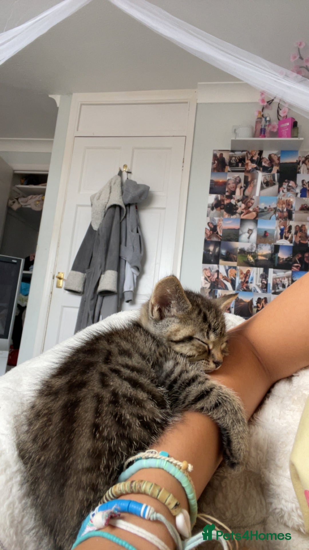 Mixed Breed cats for sale: 5 beautiful kittens ready to go! - Image 29