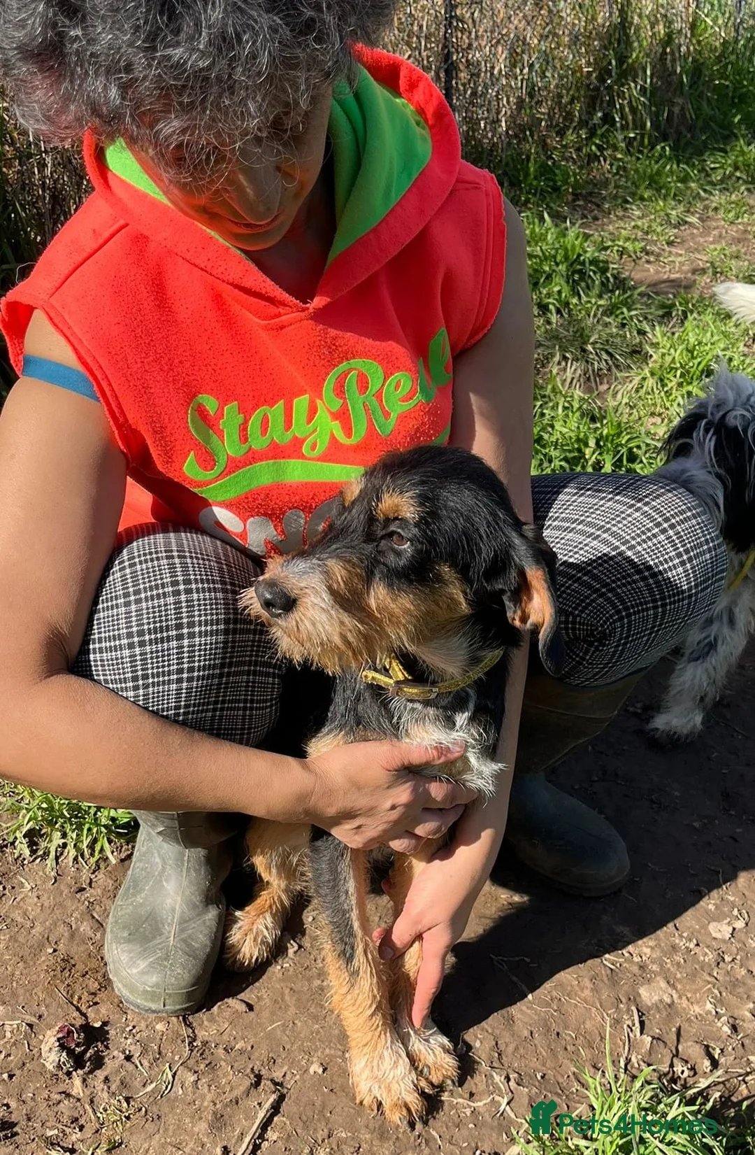 Mixed Breed dogs for adoption: Betsy - a gorgeous wirehaired girl in Matlock - Advert 11