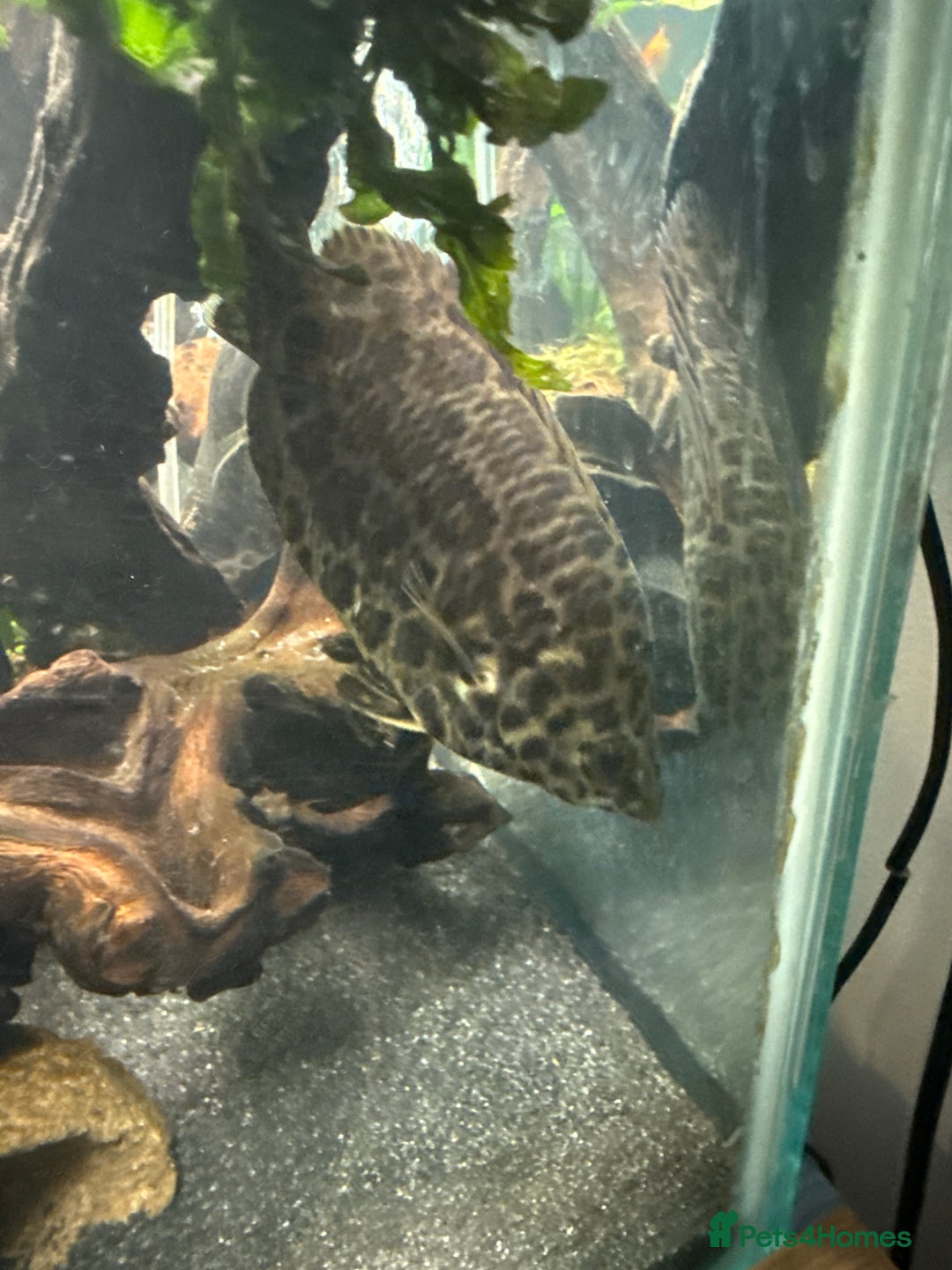 Other/Mixed Breed fish for sale: X2 leopard bush fish  - Advert 1