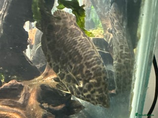 Other/Mixed Breed fish X2 leopard bush fish - Advert 2