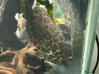 Other/Mixed Breed fish X2 leopard bush fish - Advert 4